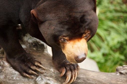 Medvěd - ilustrační obrázek