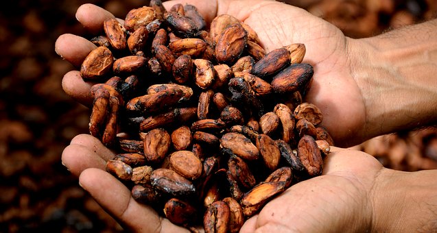 Kakaové boby jsou zdrojem hořčíku - ilustrační obrázek