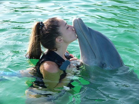 Delfín - ilustrační obrázek